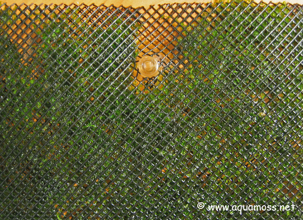 Aquatic Moss. How to Create a Moss Wall. Create backdrop using aquatic